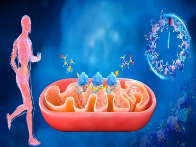 SS-31 は老化と炎症にどのような影響を与えますか?